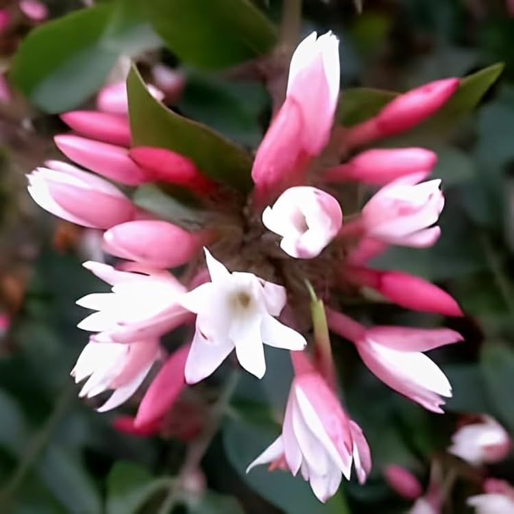 Seeds Ville White Kundo Jasmine Live Plant All Season Flowering