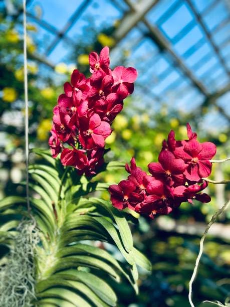 Seeds Ville Vanda Orchid Live Plants Combo Pack of 4 Mixed Colors