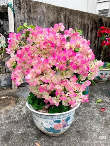 Seeds Ville Bougainvillea Live Flowering Plant Pack of 1