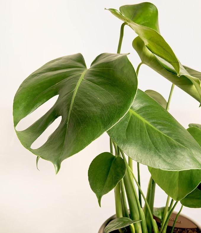 Seeds Ville Monstera Deliciosa Live Plant With Grow Bag Pot