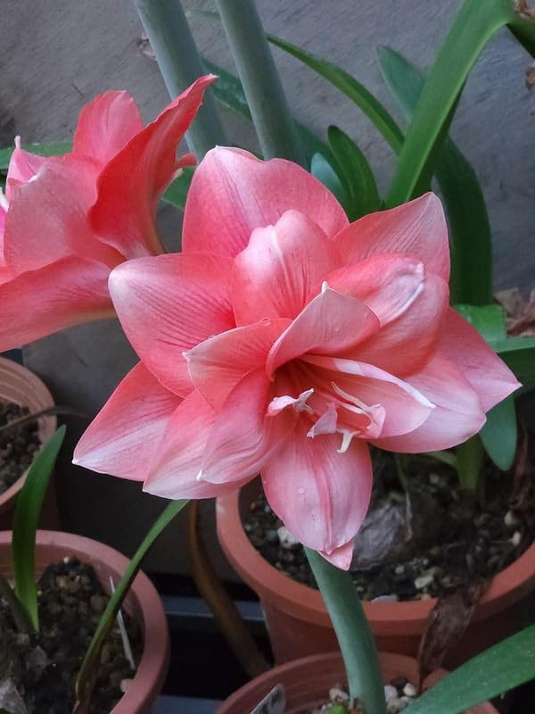Seeds Ville Amaryllis Hippeastrum Imported Flower Bulbs Multicolour
