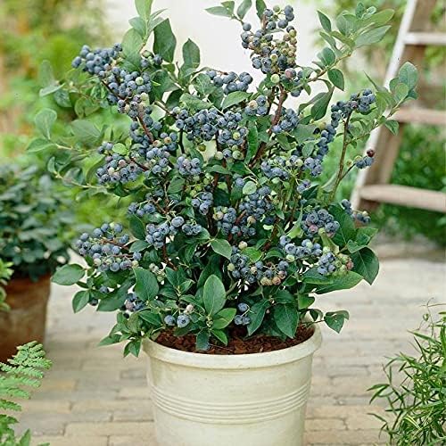 Tropical Fruit Live Plant - Dwarf Rare Bush Blueberry Fruit 1 Healthy Plant