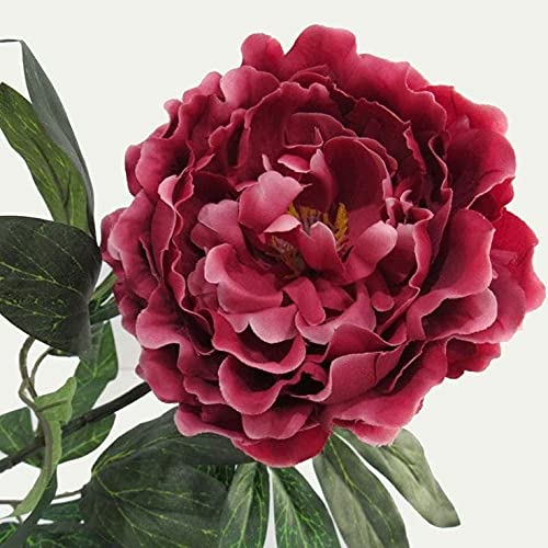 Seeds Ville Peony Flower Bulbs Outdoor Gardening Pack of 1