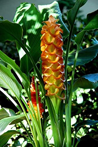 Seeds Ville Siam Tulip Curcuma Flower Bulbs Yellow 12 Pack