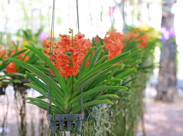 Seeds Ville Vanda Orchid Live Plants Combo Pack of 4 Mixed Colors