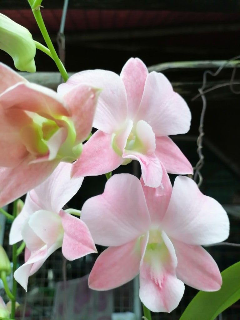 Seeds Ville Burana Peach Dendrobium Orchid Live Plant in Pot