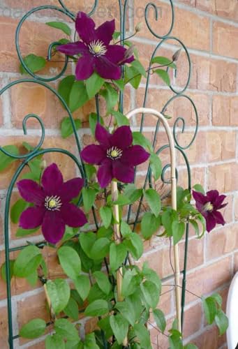Seeds Ville Clematis Rhizome Bulb Fast Growing Flowering Vine