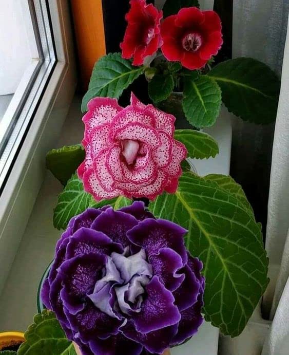 Seeds Ville Kaiser Wilhelm Gloxinia Flower Bulbs Pack of 5