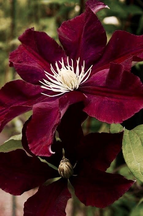 Seeds Ville Clematis Rhizome Bulb Fast Growing Flowering Vine