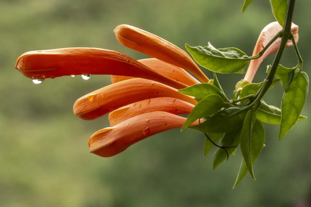 All Seasons Gardenia/Gandharaj Live Plant - Fragrant Blooms Choice for gardens and indoor spaces (With 3 Inch Black Plastic Pot) (Pack Of 1) (Live Flower Plant)