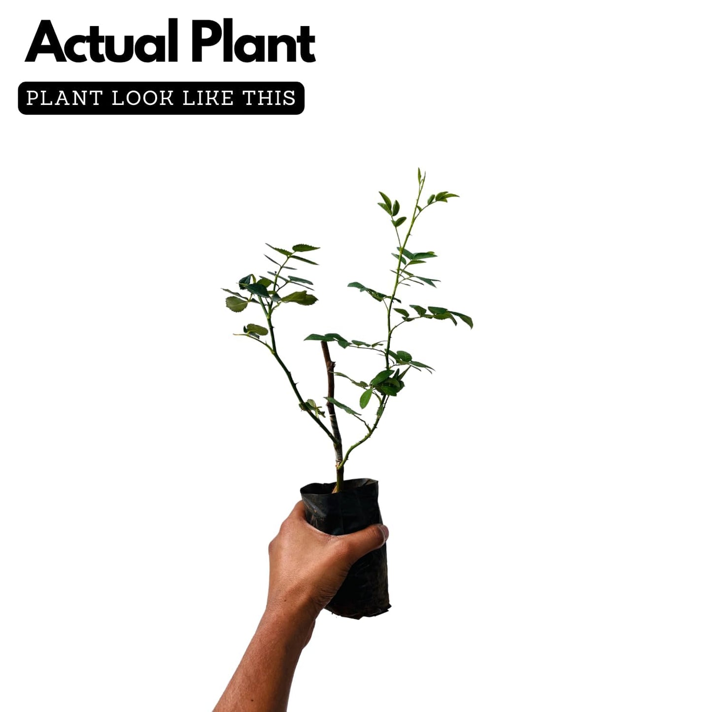 Imported Blueberry Fruit Plant – High-Yield Live Plant in Pot – Fast-Growing, Non-GMO Berry Bush – Sweet, Antioxidant-Rich Blueberries – Ideal for Balcony, Terrace, or Garden – Cold Hardy Variety