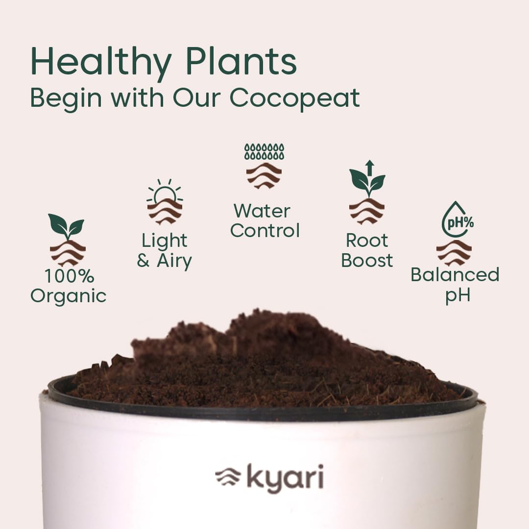 KYARI Sansevieria Green Snake Air Purifier Plant with White Self Watering Pot - Small 4 Inch