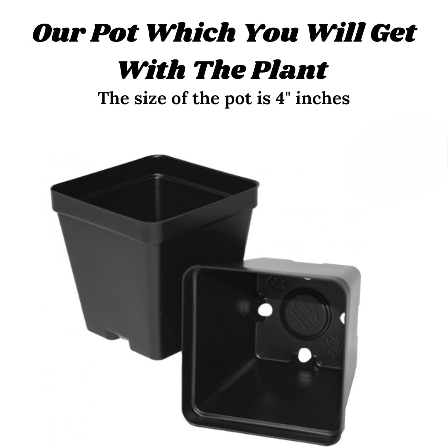 Live Tropical Fruit Live Plant - Dwarf Rare Bush Blueberry Fruit 1 Healthy Plant Come In Black Plastic Pot