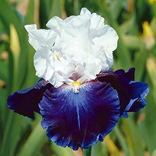 Seeds Ville Spanish Iris Flower Bulbs Multicolour Pack of 5