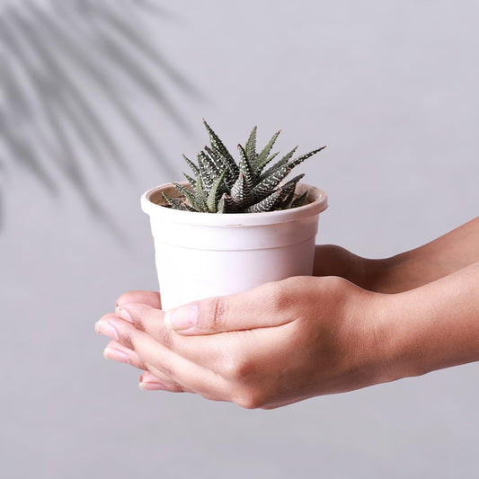 Rare Zebra Plant, Haworthia fasciata Live Plant, Small Indoor Live Succulent plant For Home Decoration : 1 Live Healthy Plant With plastic Pot