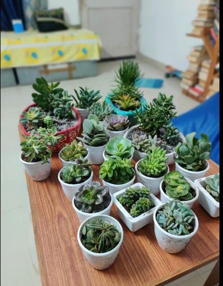 Seeds Ville Assorted Indoor Succulent Plants, Low Maintenance, 25 Pack
