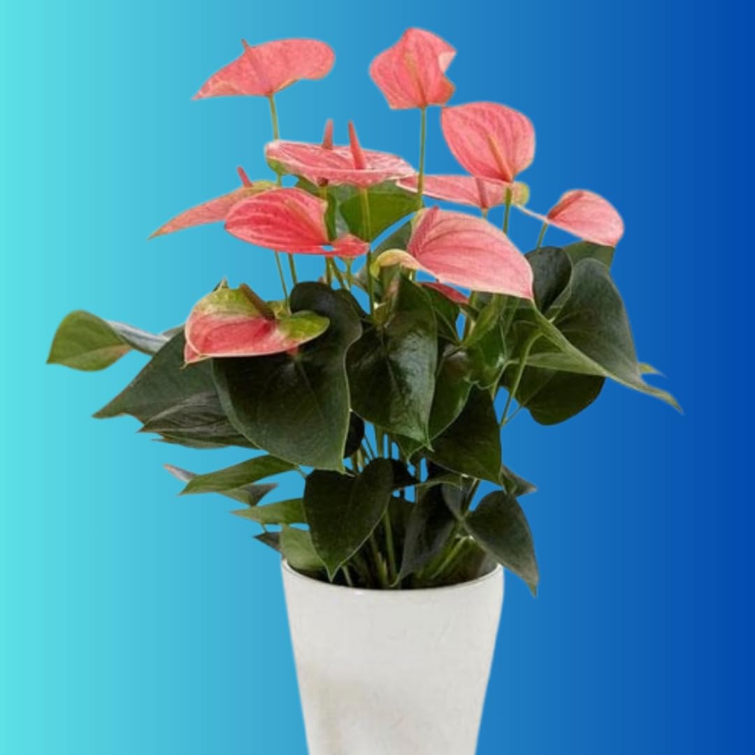 All Seasons Gardenia/Gandharaj Live Plant - Fragrant Blooms Choice for gardens and indoor spaces (With 3 Inch Black Plastic Pot) (Pack Of 1) (Live Flower Plant)