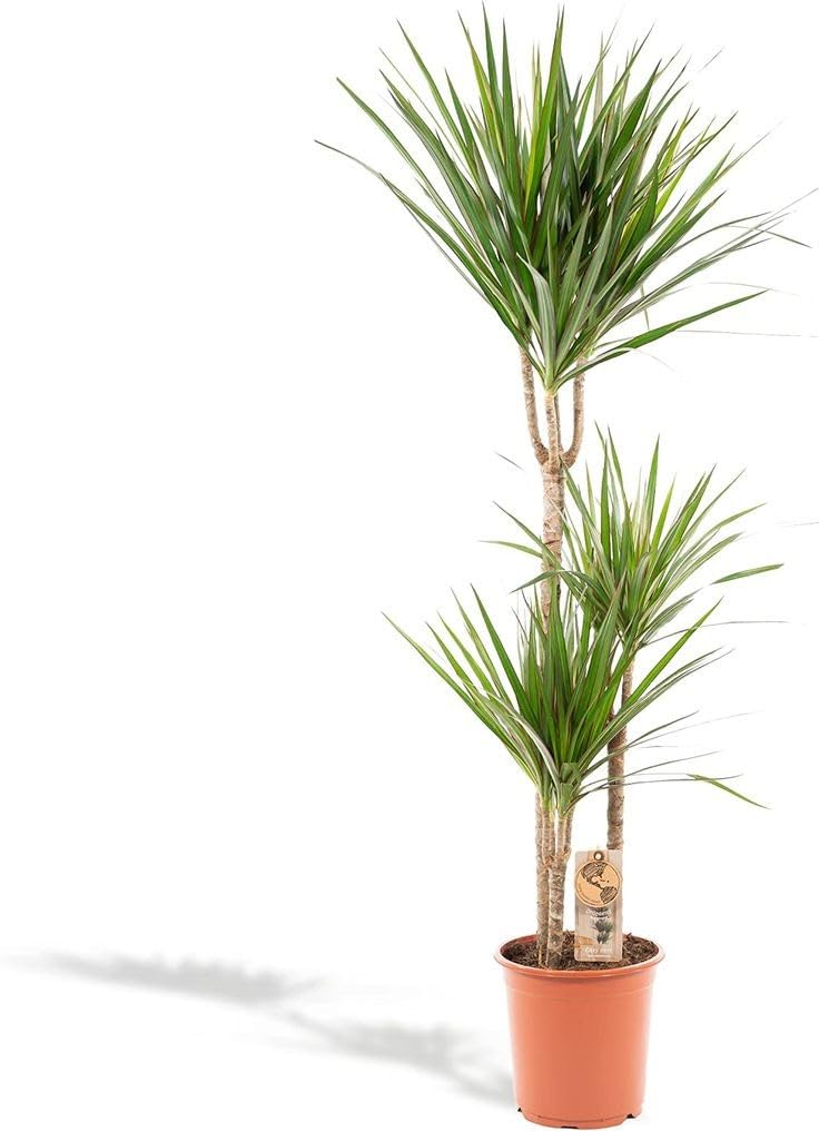 Live RED Dracaena Marginata Plant – Elegant Dragon Tree for Home & Office Decor, Air-Purifying Indoor Houseplant, Pack of 1 (RED)