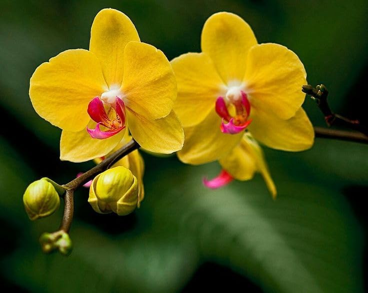 Seeds Ville Dendrobium Orchid Live Flowering Plant