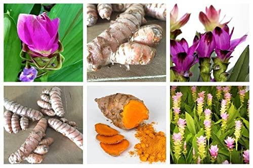 Seeds Ville Siam Tulip Curcuma Flower Bulbs Yellow 12 Pack