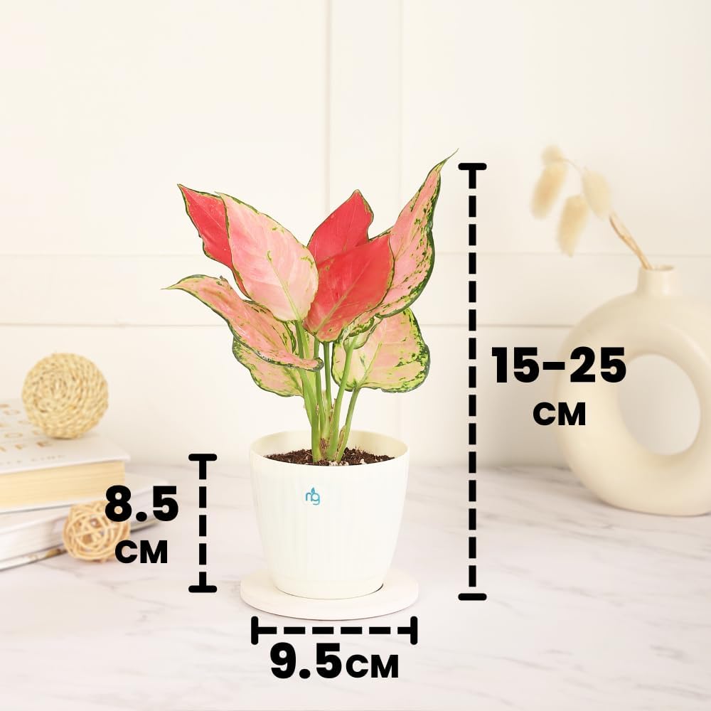 Nurturing Green® Combo of 2 Live Indoor Plants (Aglaonema Lady Valentine & Syngonium Pink) in Ivory Self Watering Pots