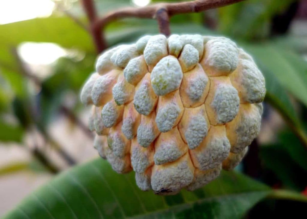 Golden Bloom Hybrid Custard Apple Super Green Thai Sugar Apple Sitafal Ata Fruit Live Plants Tree (1-1.5 Ft Size)