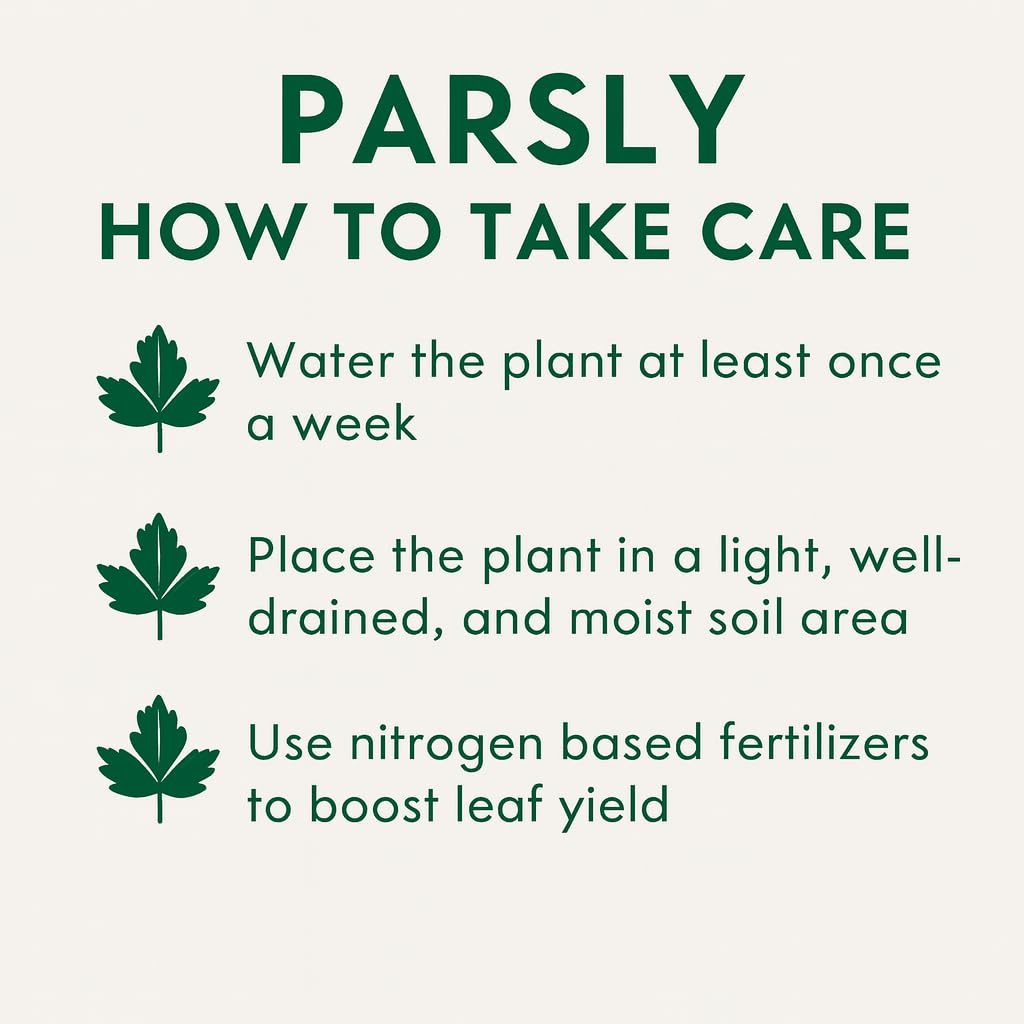 Live Parsley Plant | Fresh Culinary Herb for Kitchen & Garden | Fast-Growing, Flavorful Leaves | Easy to Grow Indoor–Outdoor Herb Plant in Pot