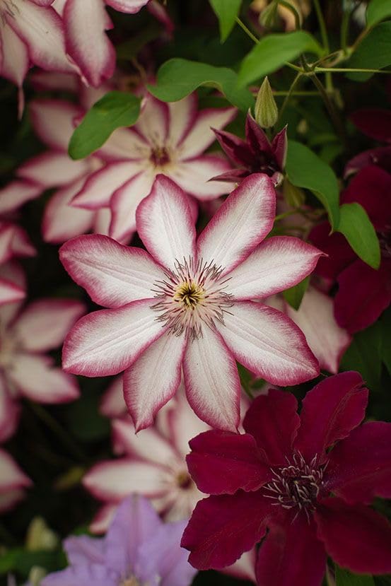 Seeds Ville Clematis Rhizome Bulb Fast Growing Flowering Vine