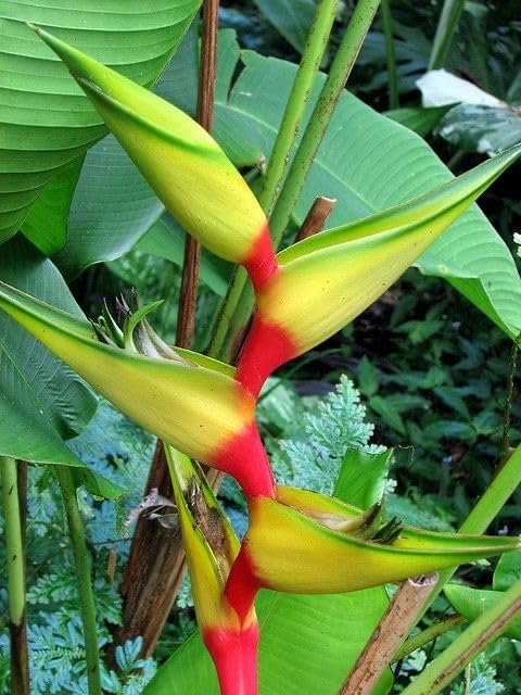 Seeds Ville Heliconia Imported Flower Bulbs Pack of 2