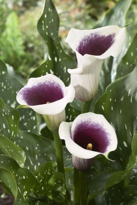 Seeds Ville Calla Lily Flower Bulbs Pack of 2