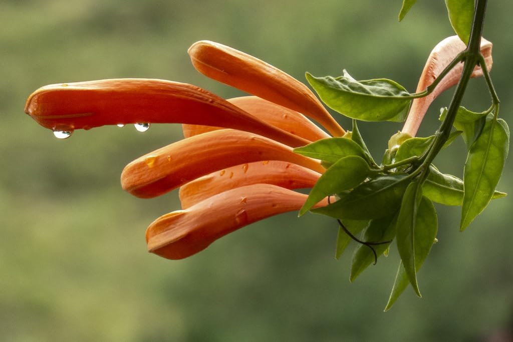 PlantyGO Rare Imported Live Blueberry Fruit Plant with Black Plastic Pot – Sweet & Juicy Blueberry Bush for Home Garden, Balcony, and Indoor Gardening