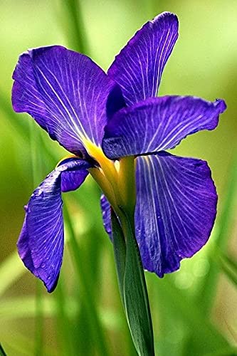 Seeds Ville Spanish Iris Flower Bulbs Multicolour Pack of 5