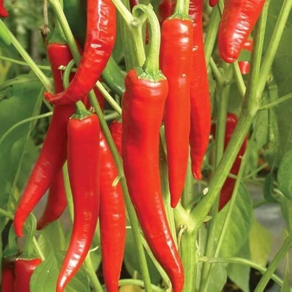 50 Seeds- Fire Hot Pepper Chilli Non GMO Heirloom Organic Seeds For Planting Kitchen Garden Pack - Seeds Ville