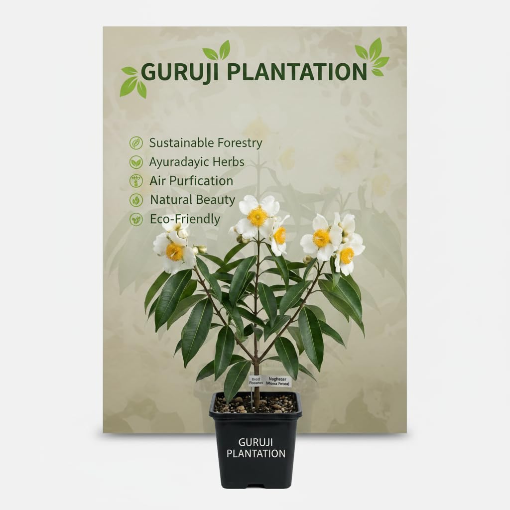 Seeds Ville Medicinal Herbal Live Plant for Home Garden