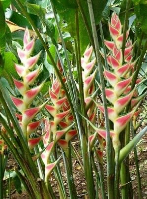 Seeds Ville Heliconia Imported Flower Bulbs Pack of 2