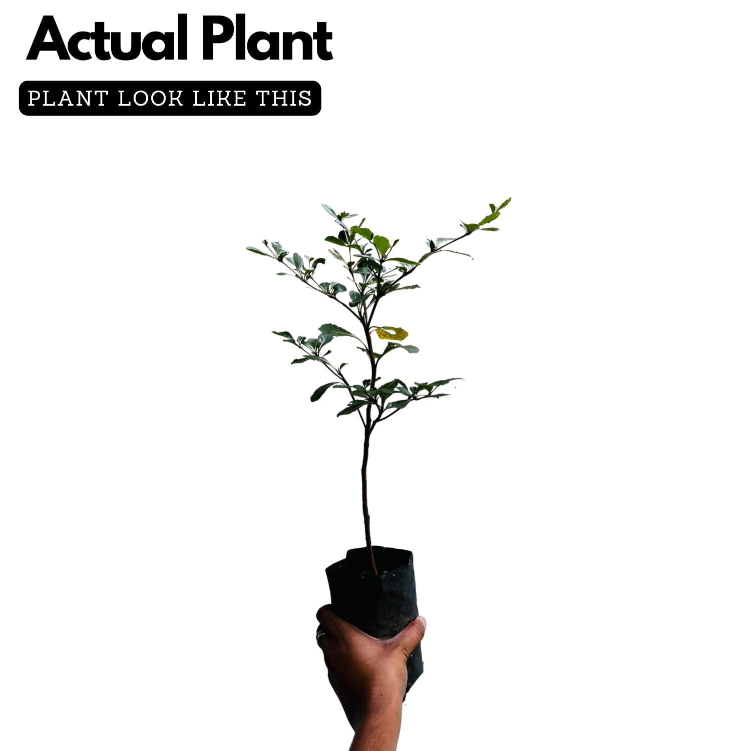 Hug A Plant |Terminalia Green Ornamental Live Plant (Home & Garden)