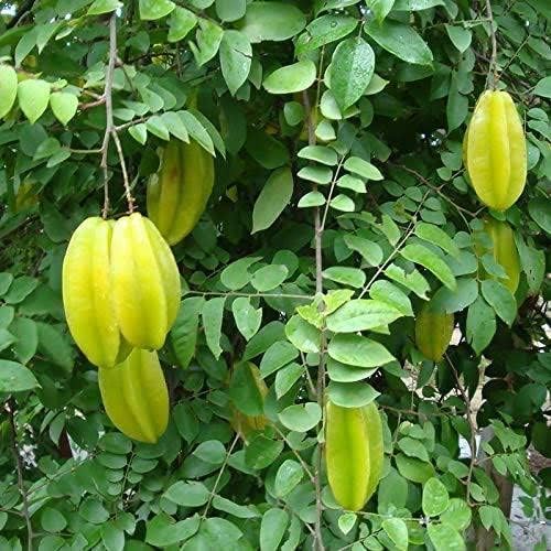 Seeds Ville Starfruit Plant Grafted Sweet Carambola Indonesia Variety 1-2ft