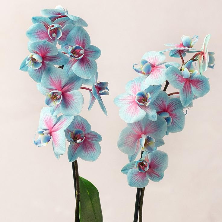 Seeds Ville Dendrobium Orchid Live Flowering Plant