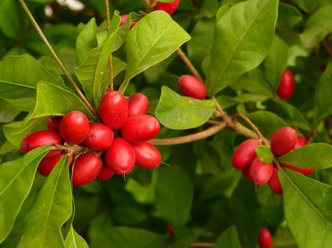 Seeds Ville Miracle Fruit Plant Tropical Natural Taste Changer Live