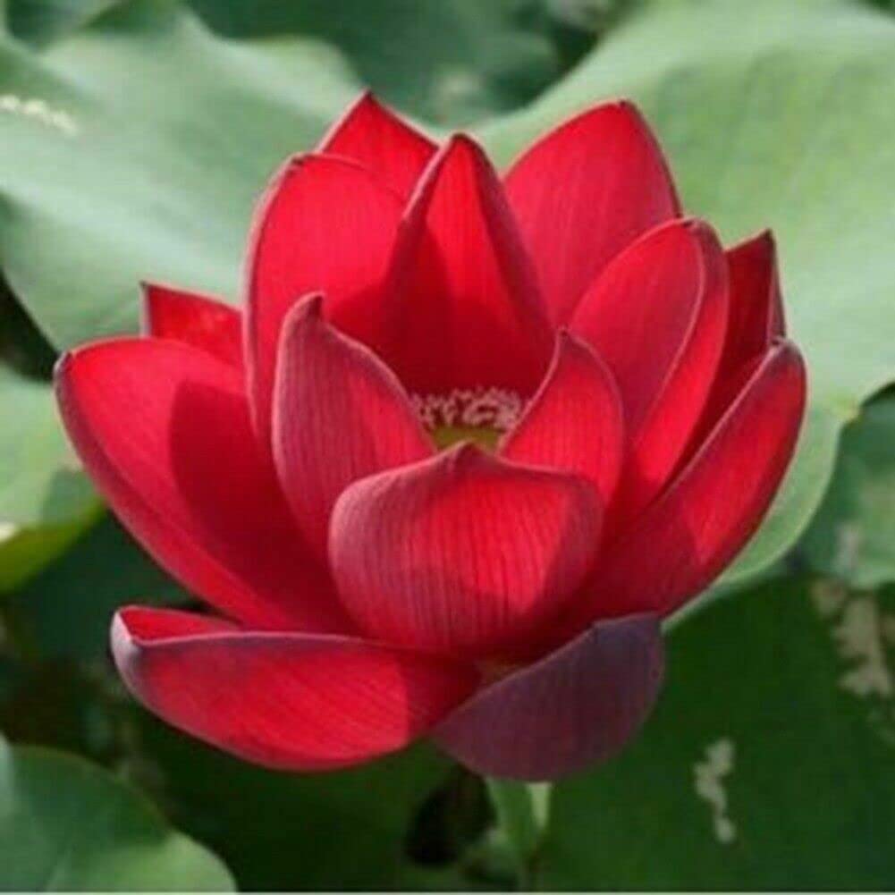 Lotus Flower Seeds Pond Plants Lotus Seeds Rose Red Nelumbo Nucifera 10 seeds - Seeds Ville