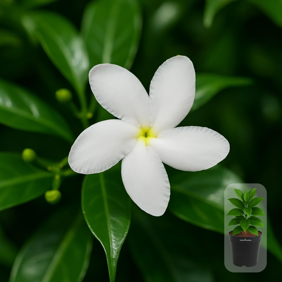Indian gardens - Nanthiyavattai | Nerium Jasmine | Crape jasmine | Pinwheel Flower | Outdoor Live plants (Moon, 6 Inch White)