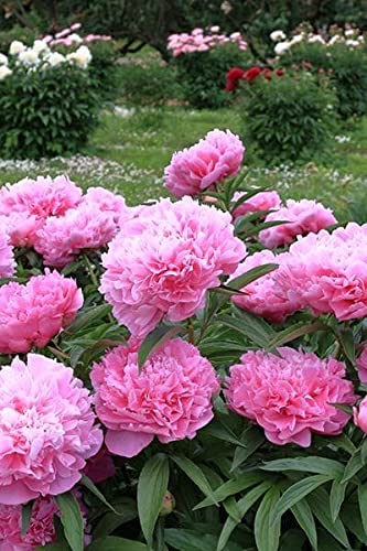 Seeds Ville Peony Flower Bulbs Outdoor Gardening Pack of 1