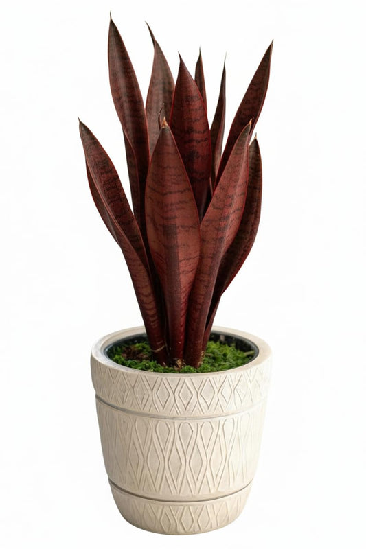 Good Luck Red Snake Plant | Rare Indoor Plant | 99% Air Purifying | Ceramic Pot | Perfect Vastu Plant for Home & Office Decor