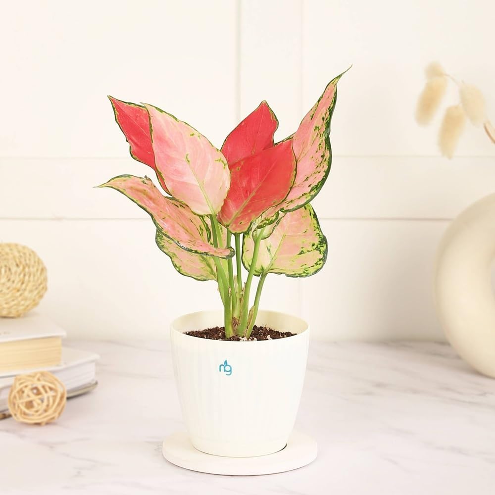 Nurturing Green® Combo of 2 Live Indoor Plants (Aglaonema Lady Valentine & Syngonium Pink) in Ivory Self Watering Pots