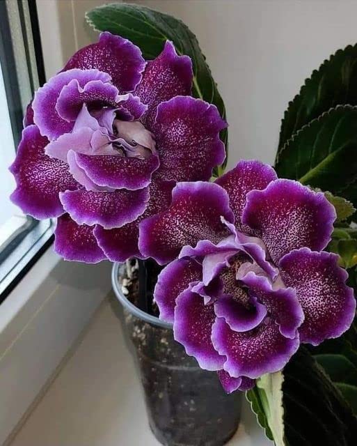 Seeds Ville Kaiser Wilhelm Gloxinia Flower Bulbs Pack of 5
