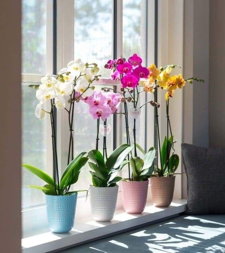 Seeds Ville Assorted Orchid Live Plants Pack of 4