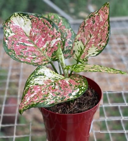 Seeds Ville Aglaonema Tricolour Live Plant in Pot Indoor Decor