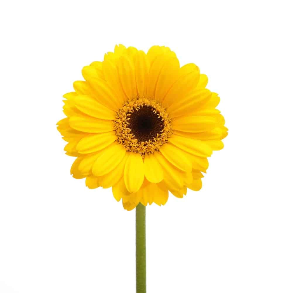 Gerbera Flower Seeds For Home Garden - 30 Seeds Eco Pack (Gerbera White) - Seeds Ville