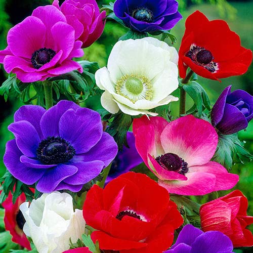 Seeds Ville Anemone Mix Flower Bulbs Pack of 2 BLLB0X809