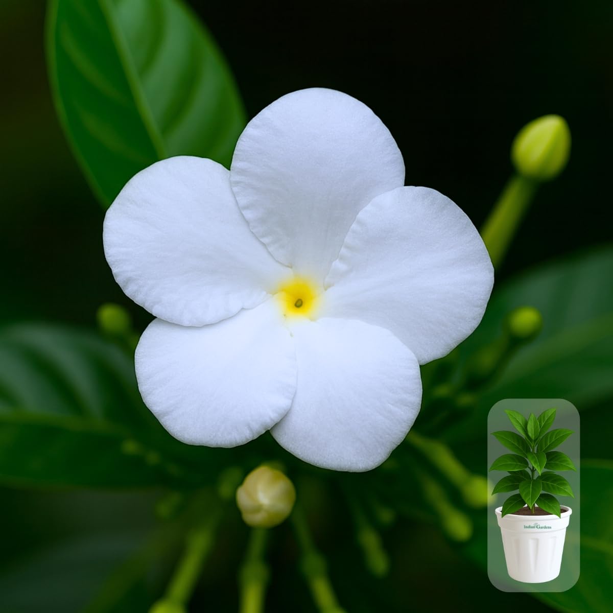 Indian gardens - Nanthiyavattai | Nerium Jasmine | Crape jasmine | Pinwheel Flower | Outdoor Live plants (Moon, 6 Inch White)